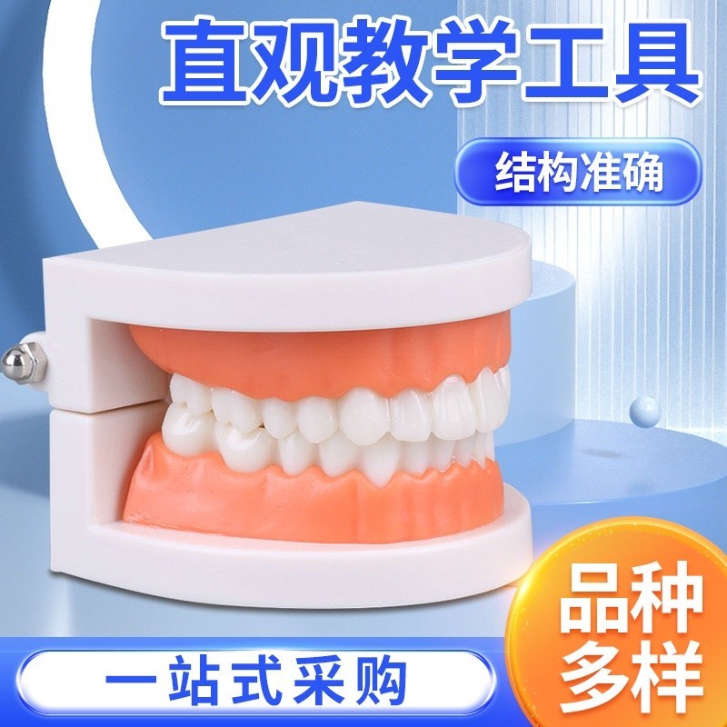 Normal / Decay Tooth Model Aesthetic Practice Small Tooth Model ...