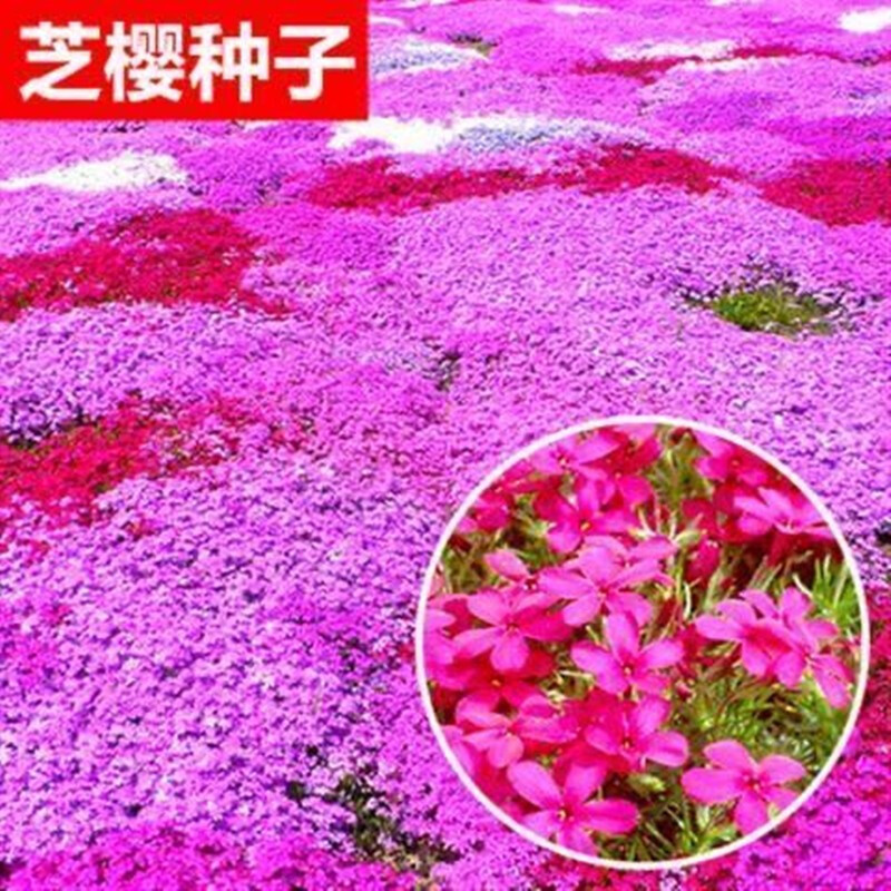 Flower Seed Sesame Cherry Flowering Species Seed Cluster Phlox ...