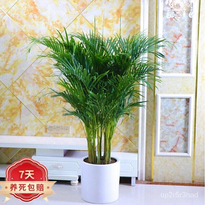 Hawaii Bamboo Areca Palm Potted Plants Fernleaf Hedge Bamboo Indoor ...