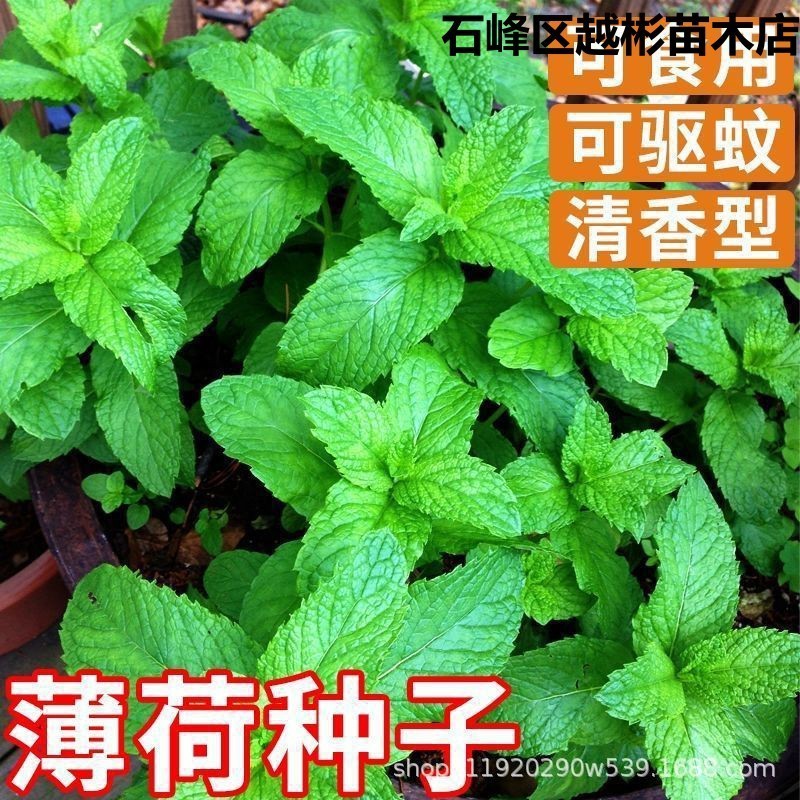Edible Mint Seed Fragrant Cool Mint Seed Mint Mosquito Repellent Plant