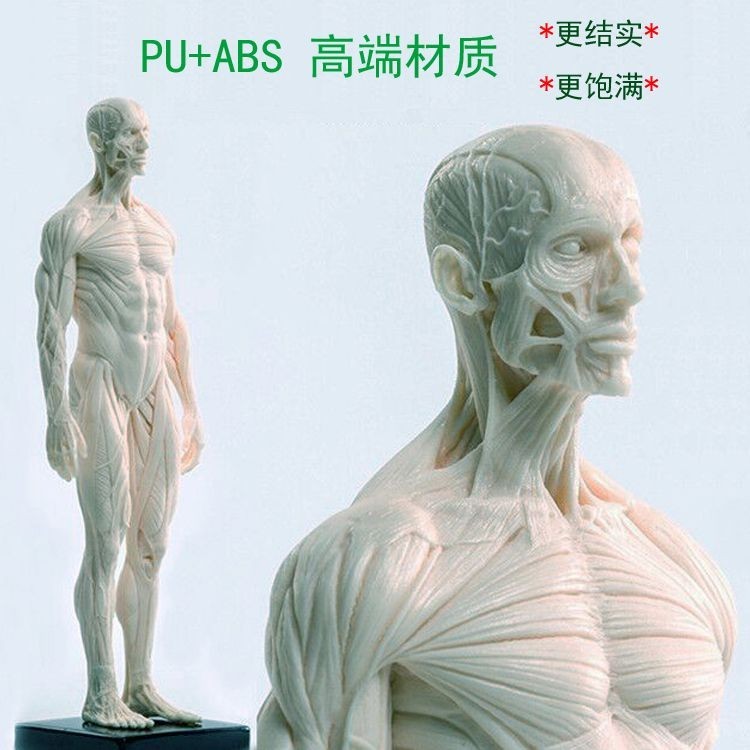 30cm Whole Body Medical Use Human Body Muscle Bone Anatomy Structure ...