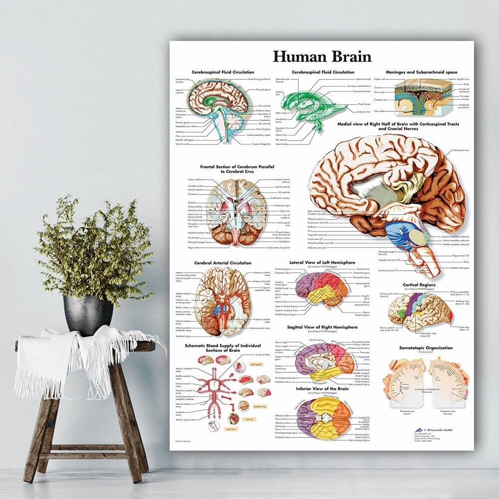 HD Print Painting Human Brain Home Organs Decor Canvas Anatomy Poster ...