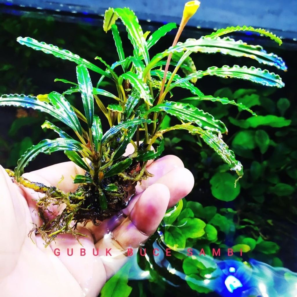 水草 Bucephalandra sp.King rainbow purple Bucephalandra sp. King Rainbow purpleラスト Bucephalandra