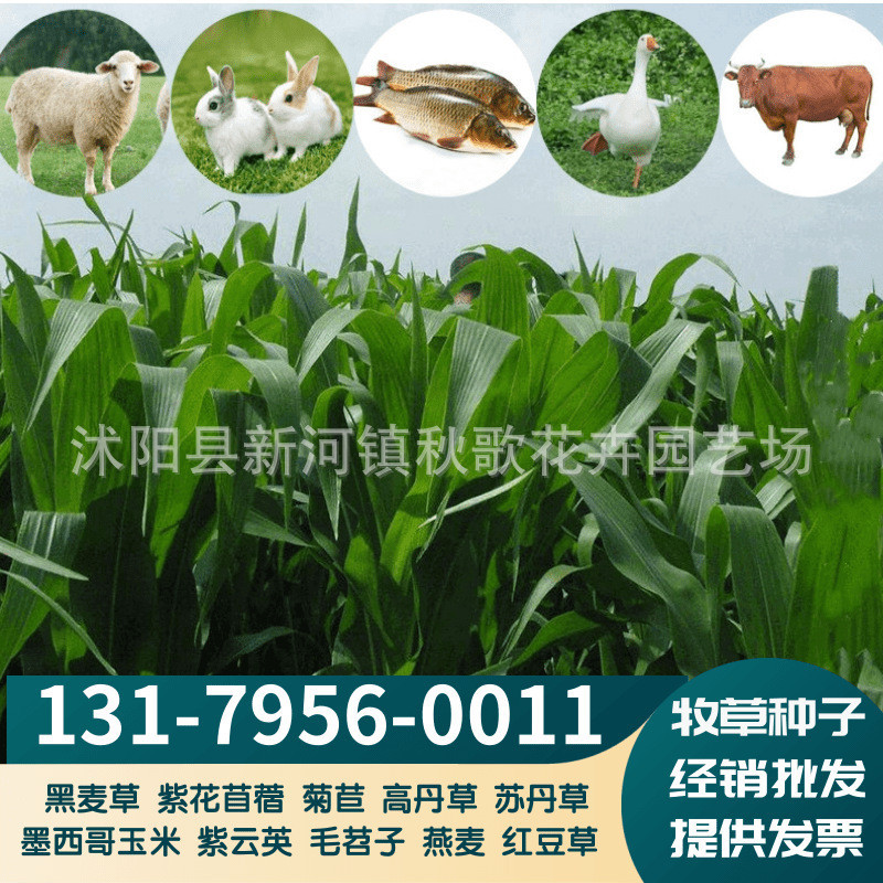 Forage Seeds Ryegrass Corn Grass Sorghum Sudanense Seed Chicory Sweet ...