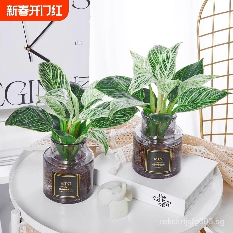 Platinum Dracaena Hydroponic Plant Indoor Easy to Grow Large Leaf ...