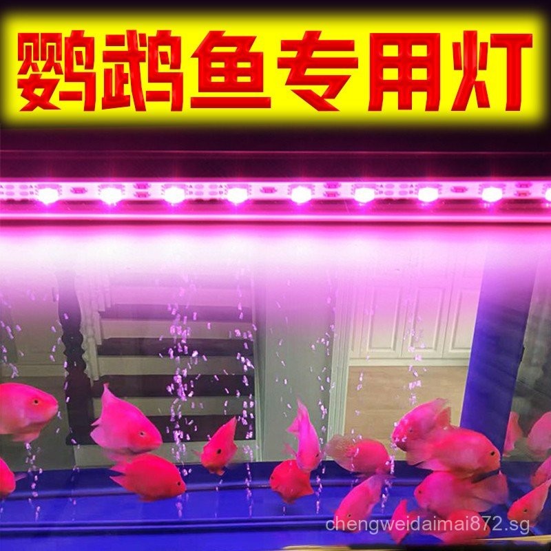 Parrot Fish Special Lamp Fish Tank Light Tube led Waterproof Red Dragon ...