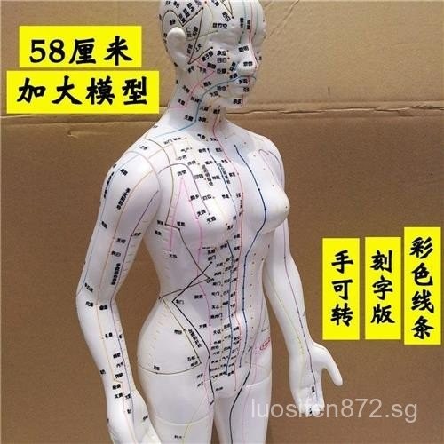 2021Acupoint Chart Mannequin Female Model Massage Cervical Teaching ...