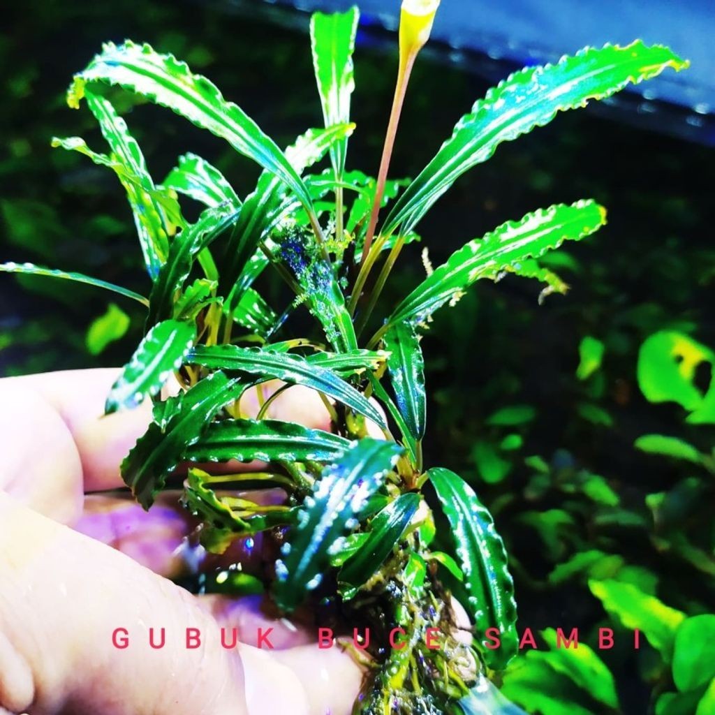 Sindo - Bucephalandra sp king crocodile Live Plant TGZAV5XQFN