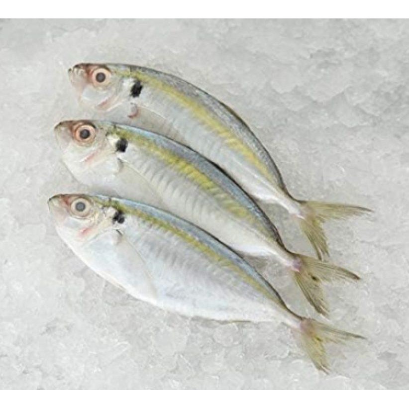 Kunning Fish 1kg / Ikan Kuning 军令鱼 [Jokia] | Shopee Singapore