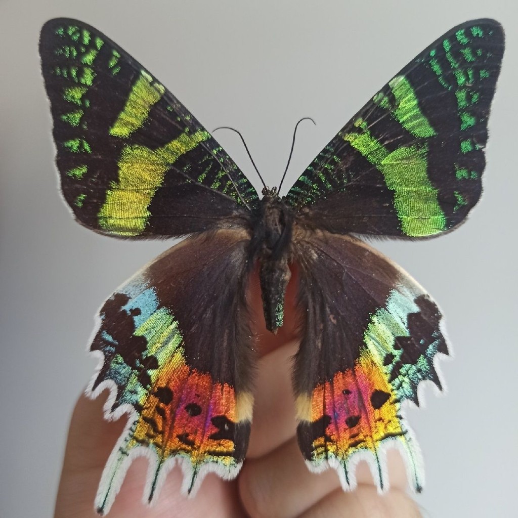 Sun Moth Real Butterfly Specimen Photography Props Madagascar Golden ...