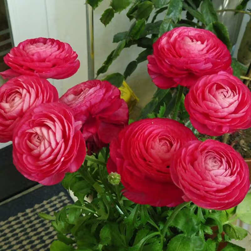 Double Leaf Eustoma Flower Seeds Four Seasons Sowing and Flowering Grow ...