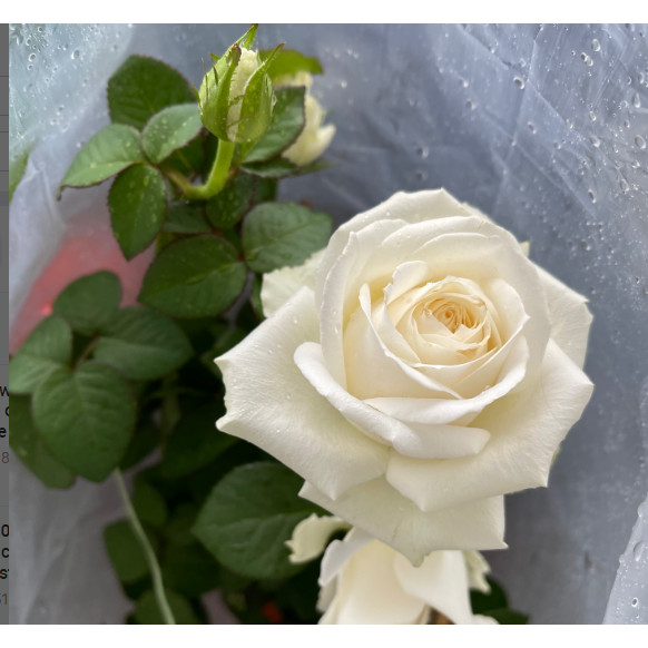 Rose big pure white colour with flower buds 0.7meter height with flower ...