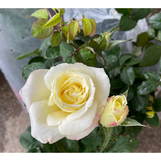 Rose big milky white colour with flower buds 0.7meter height with ...