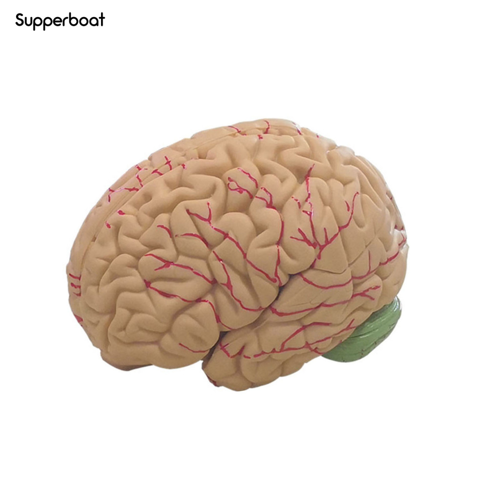 Human Brain Model Simulation 8-Part PVC Life-size Anatomy Teaching Tool ...