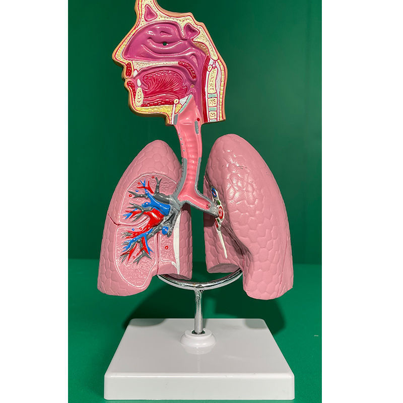 Uw8l Simulation Mold Model Human Body Breath System Anatomy Model Lung ...