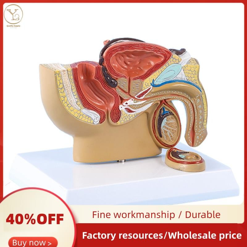 1:2 Male Pelvic Sagittal Section Testicular Prostate Bladder Rectal ...