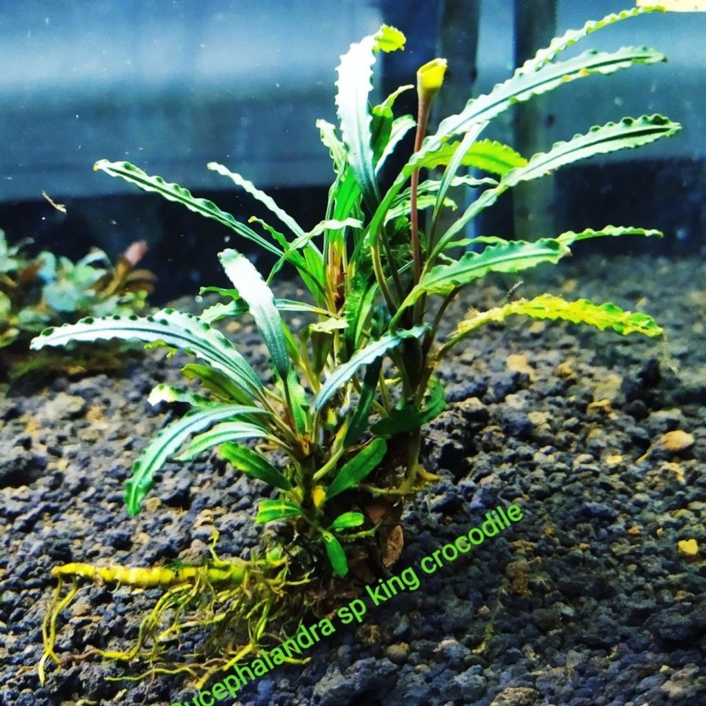 Sindo - Bucephalandra sp king crocodile Live Plant TGZAV5XQFN