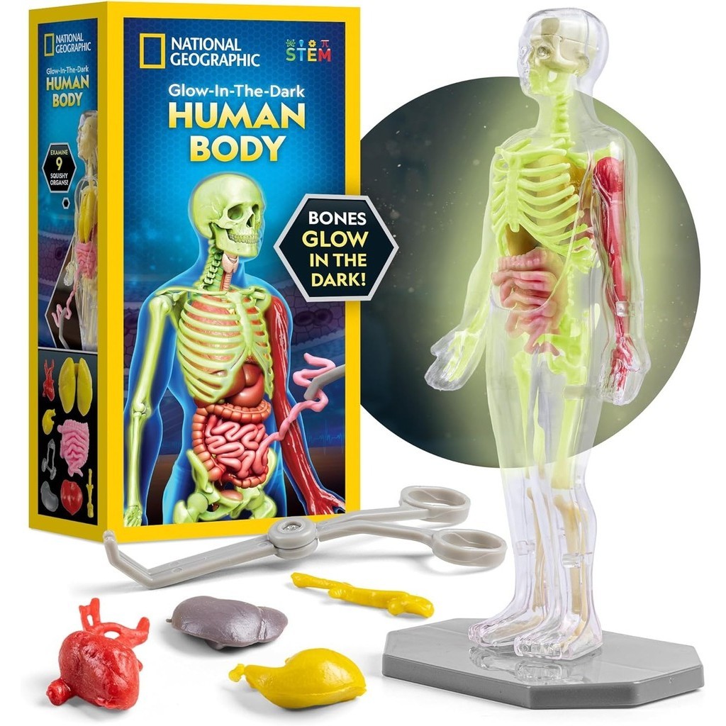 Human Body Model for Kids That Glows in The Dark - 32-Piece Interactive ...