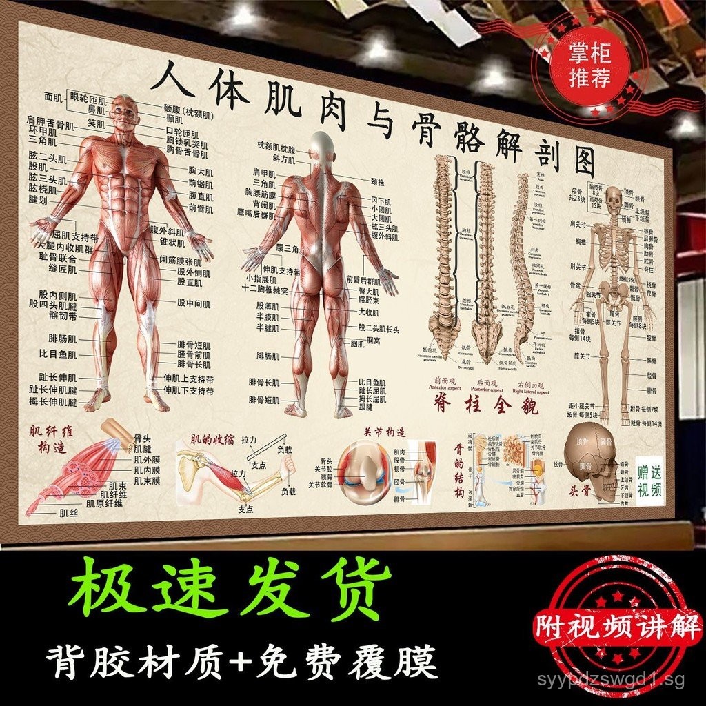 System Anatomy Atlas Color Edition Dissection Diagram Anatomy Chart ...