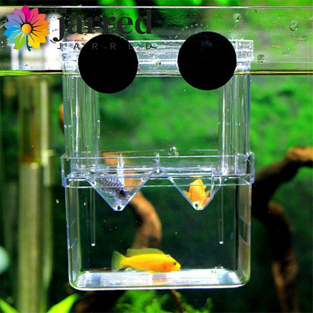 JARRED Hatchery Fish Tank Transparent With Suction Cup Fish ...