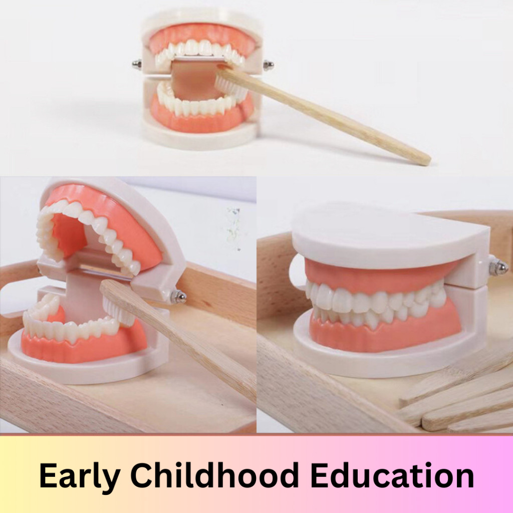 Dental Teeth Model Montessori Children Brushing Tooth Teaching Aids ...