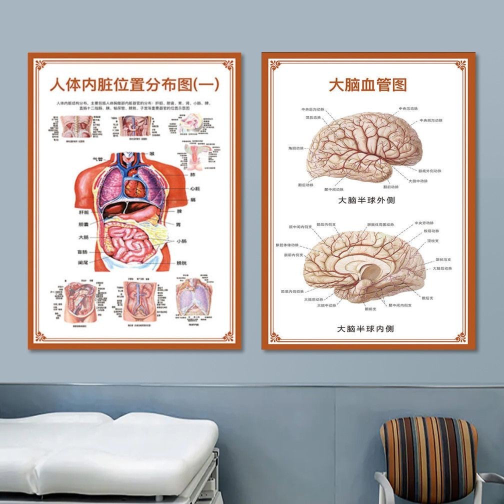 Nxng 7.25 Human Body Bone Chart Wall Chart Human Body Internal Organ ...