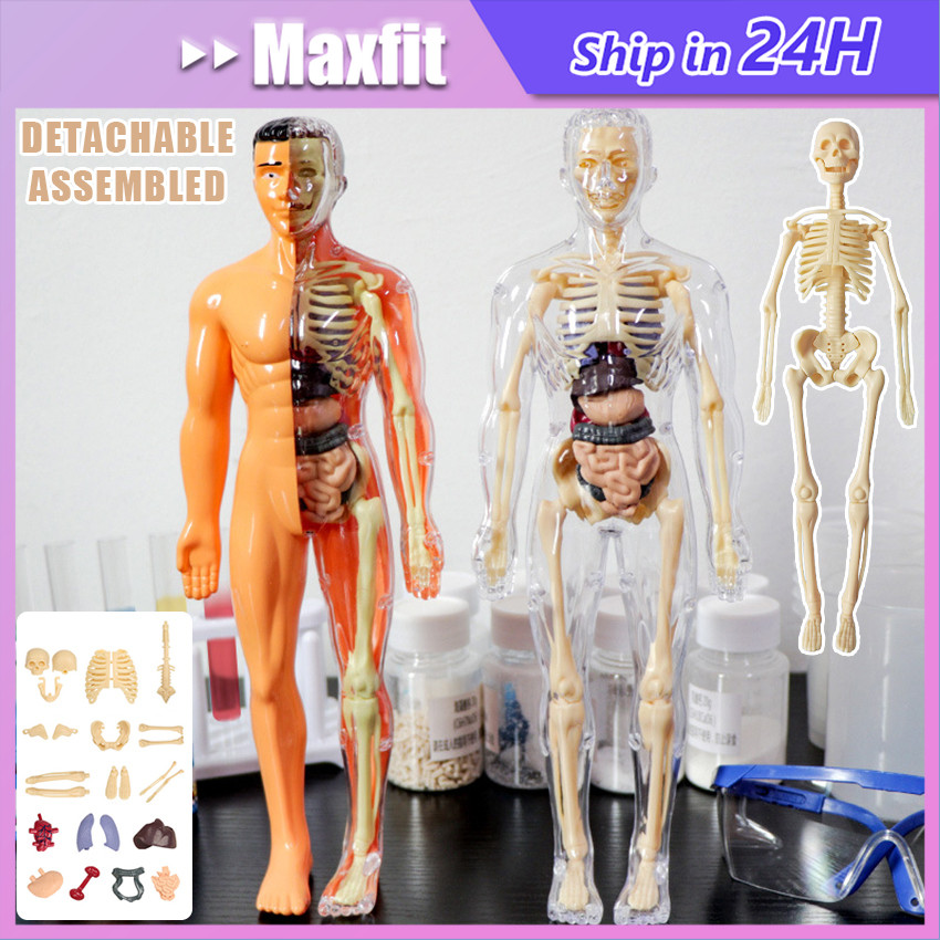 Human Body Anatomy Model - Doctor Toys - Skull Toys - Human Organs ...