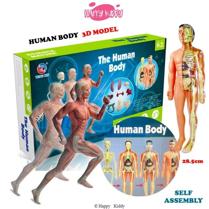 Human Body Model 28cm Anatomy Display Organ Assembly Human Skeleton Set ...