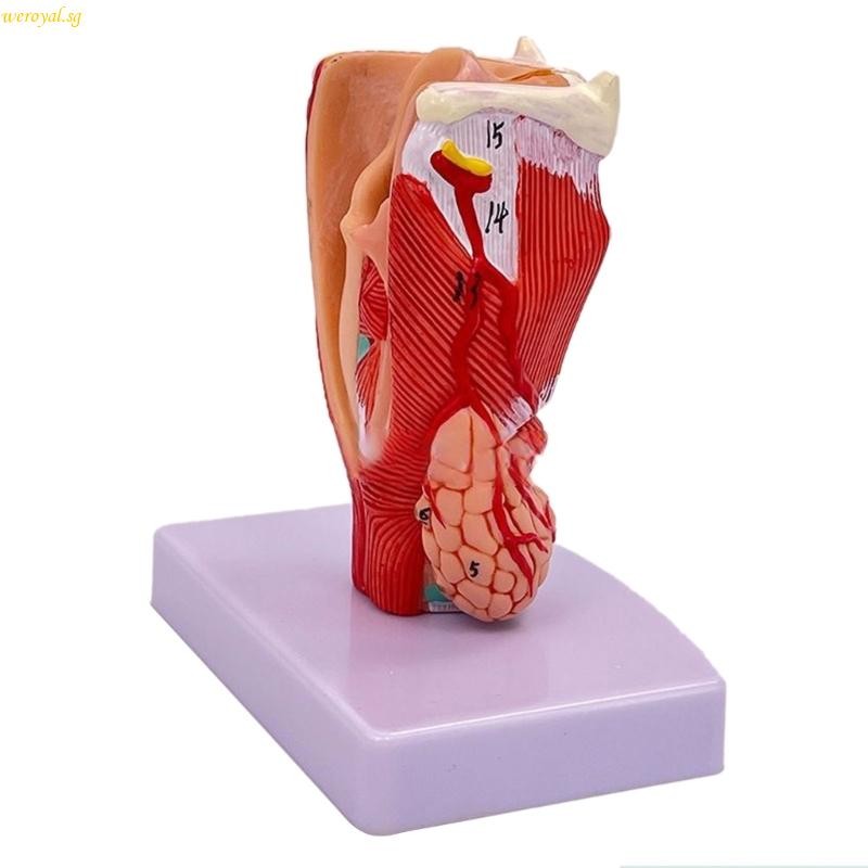 weroyal Life Size Larynx Anatomical Model Human Organ Anatomical Model ...