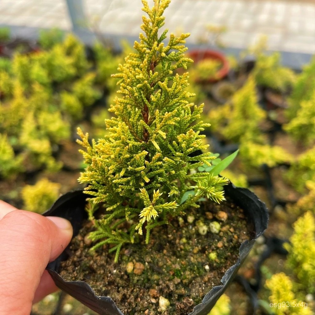 【Rare plants】日本 黄金真柏小苗 纪州真柏小品素材真柏造型盆景素材小苗 NNDB | Shopee Singapore