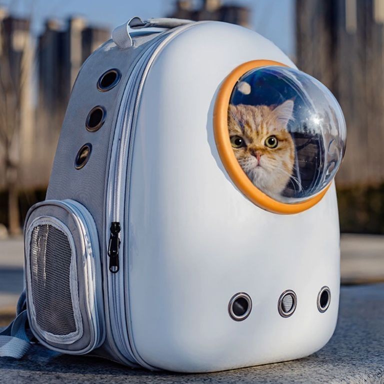 Cat globe backpack sale