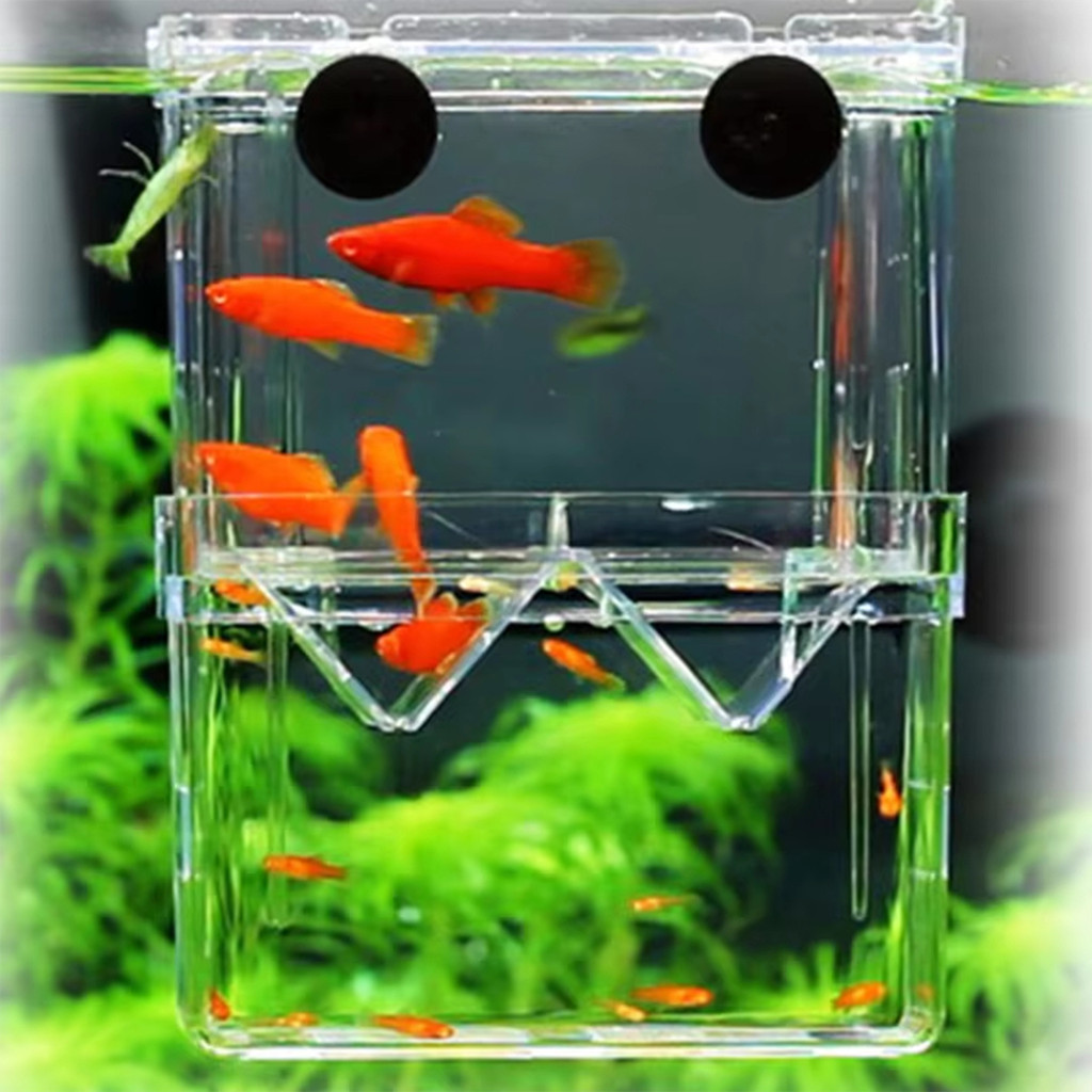 Baby Fish Separator 2-Compartment Box For Fighting Separate Shrimp ...