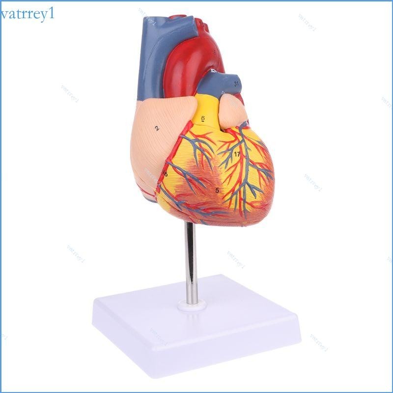 Medical props model  Disassembled Anatomical Human Heart Model Anatomy Medical Teaching Tool