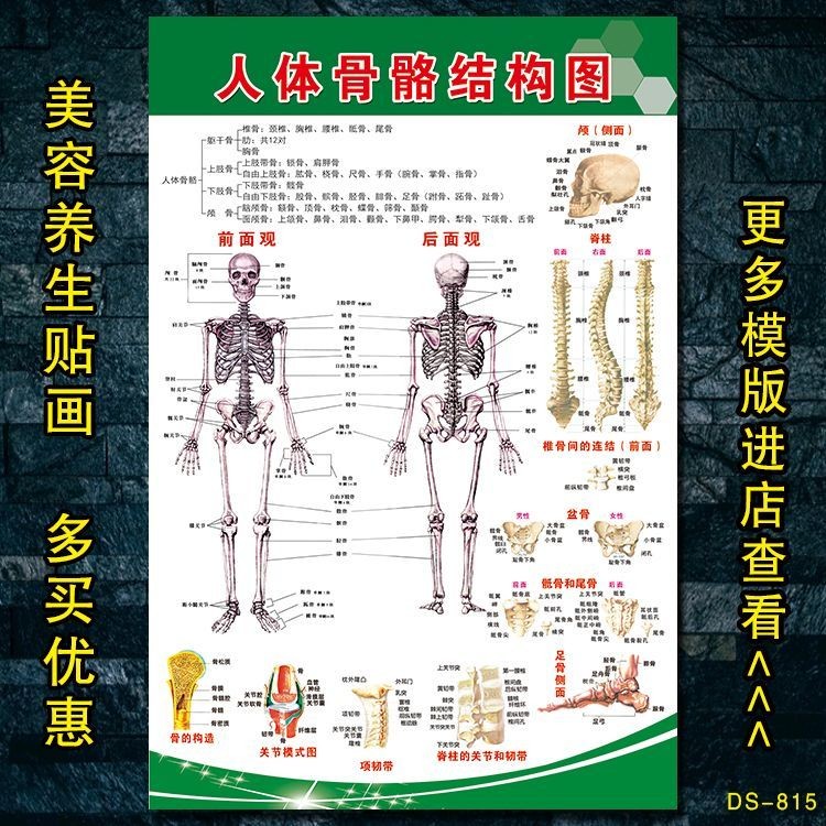 Beauty Bloggers Recommend Human Body Bone Map Whole Body Spine Bone ...