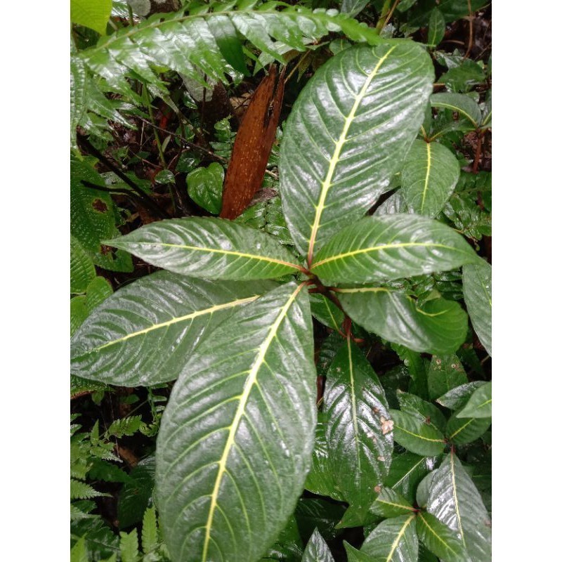 HEBOH GERBA LEAVES 500 GRAMS NY | Shopee Singapore
