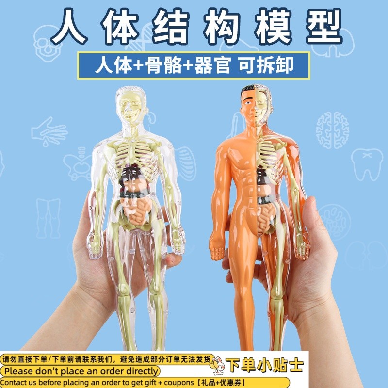 Contact sellerStructure Model Organ Skeleton Disassembly Assembly ...