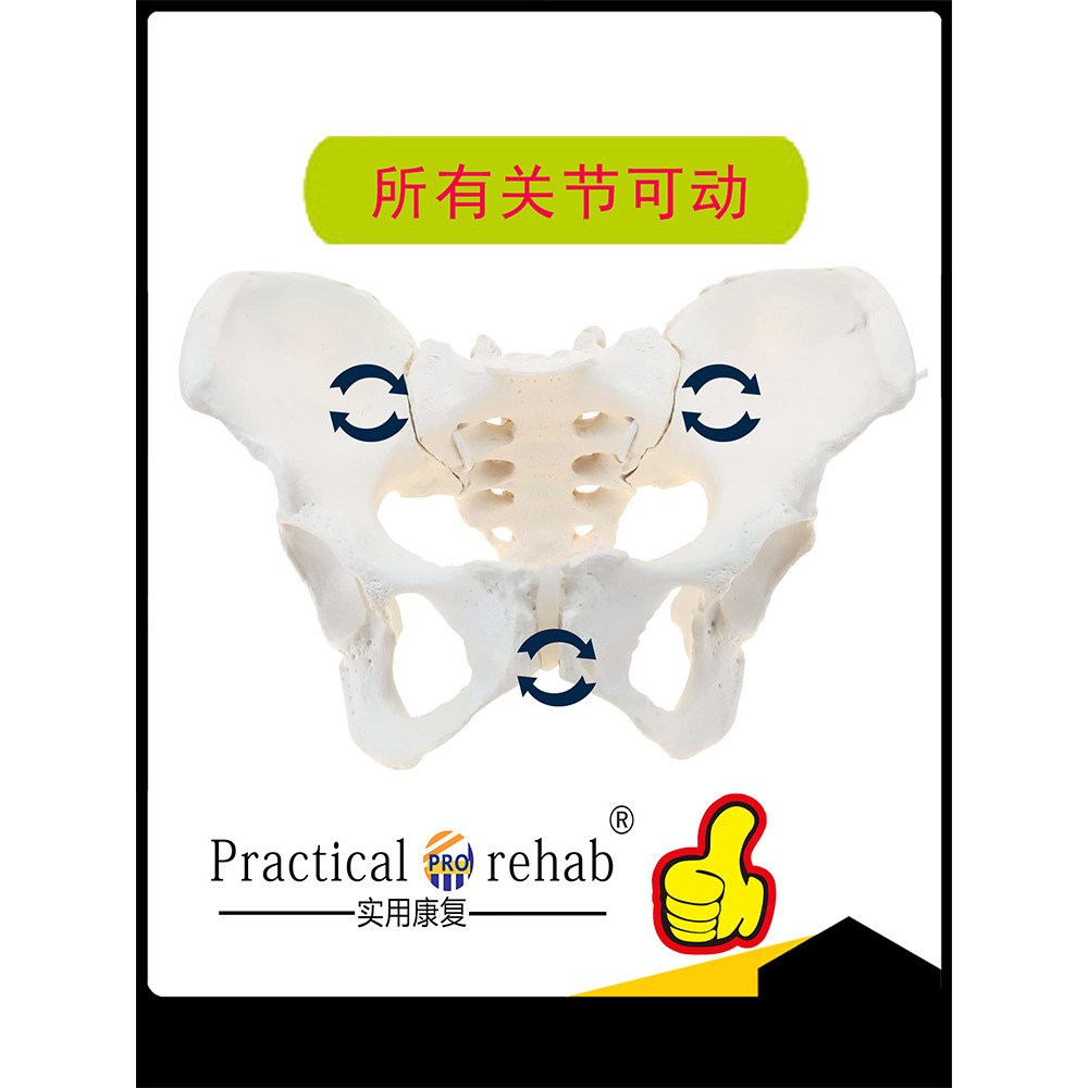Female Pelvic Model Movable Human Body Dynamic Anatomy Pelvic Bottom ...