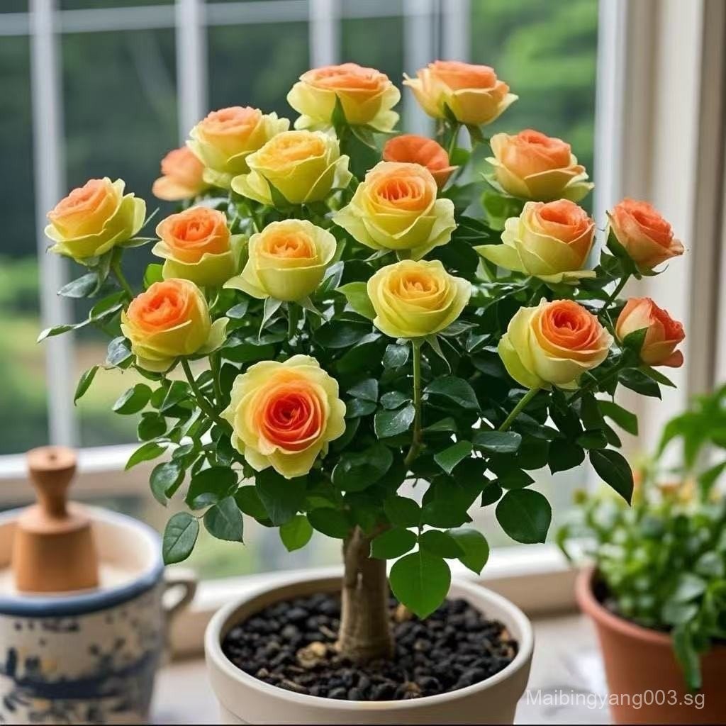 clearance sale[Blooming in All Seasons]Rose Flower Seedlings Rose Old ...