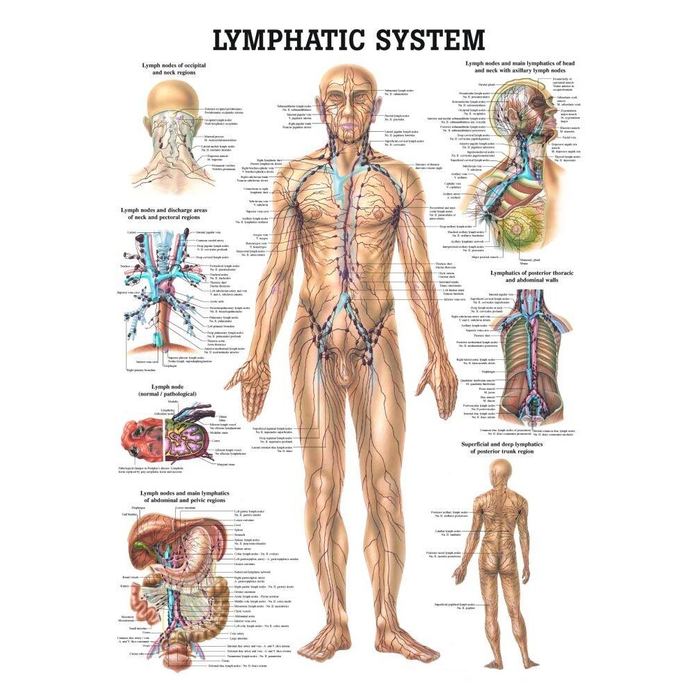 CH The Human Lymphatic System Laminated Anatomy Chart | Shopee Singapore