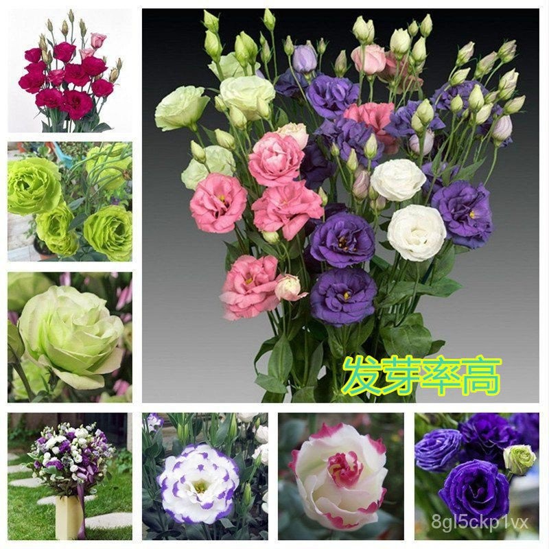 [SG EASY]Double Eustoma Cut Flower Seeds重瓣洋桔梗切花Easy to plant ...