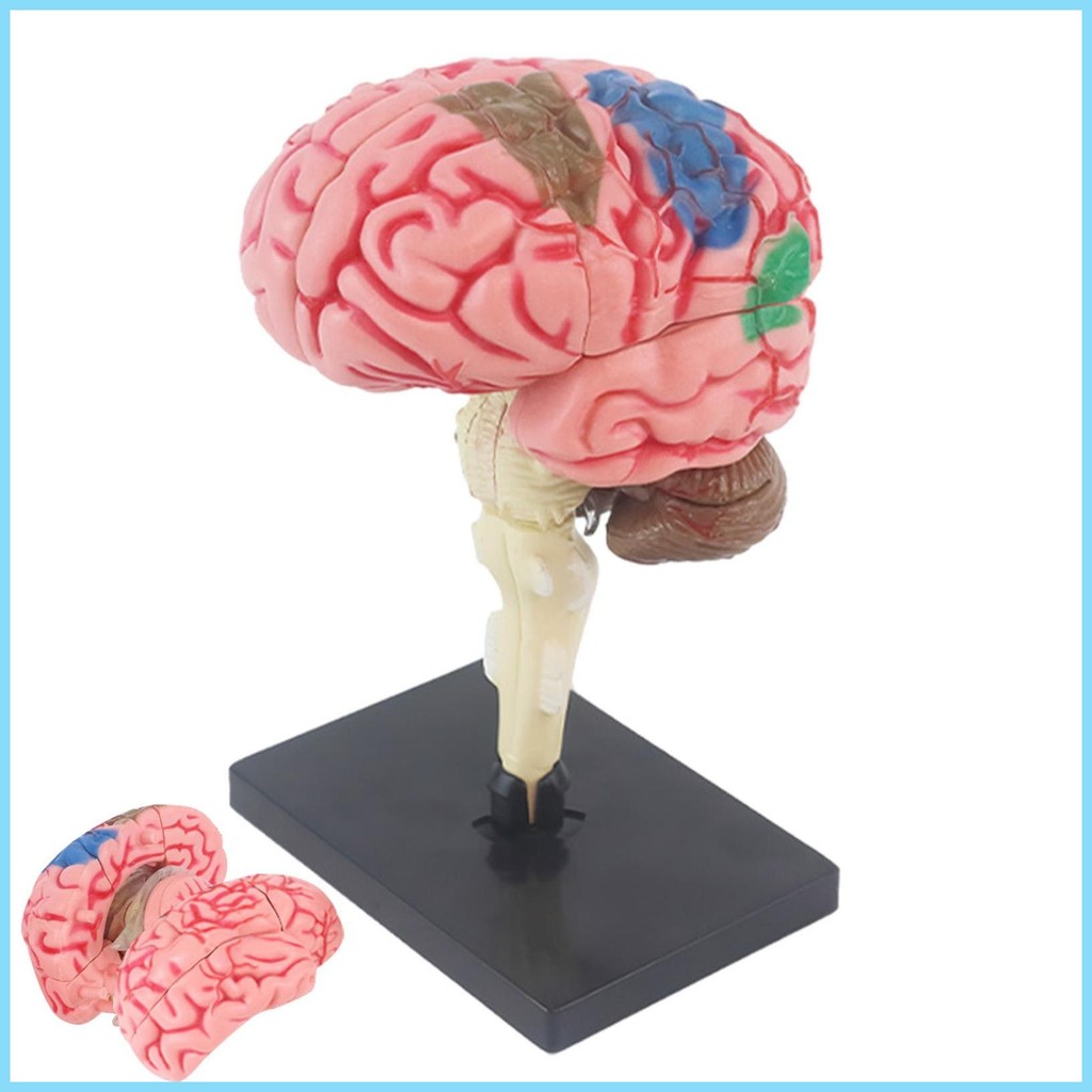 3d Brain Model Teaching Med Model Anatomical Model With Display Base