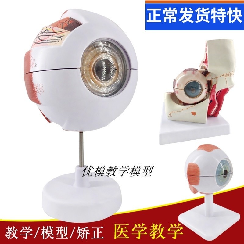 High-End Medical Human Eye Anatomy Model Eye Anatomy Structure Facial ...