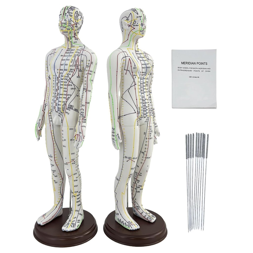 2 Piece Acupuncture Doll, 1/3 Life Size Male and Female Human ...