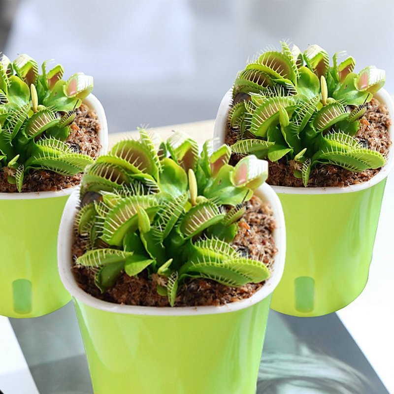 Extra Large Flytrap Potted Plant Hydroponic Plant Pitcher Plant ...