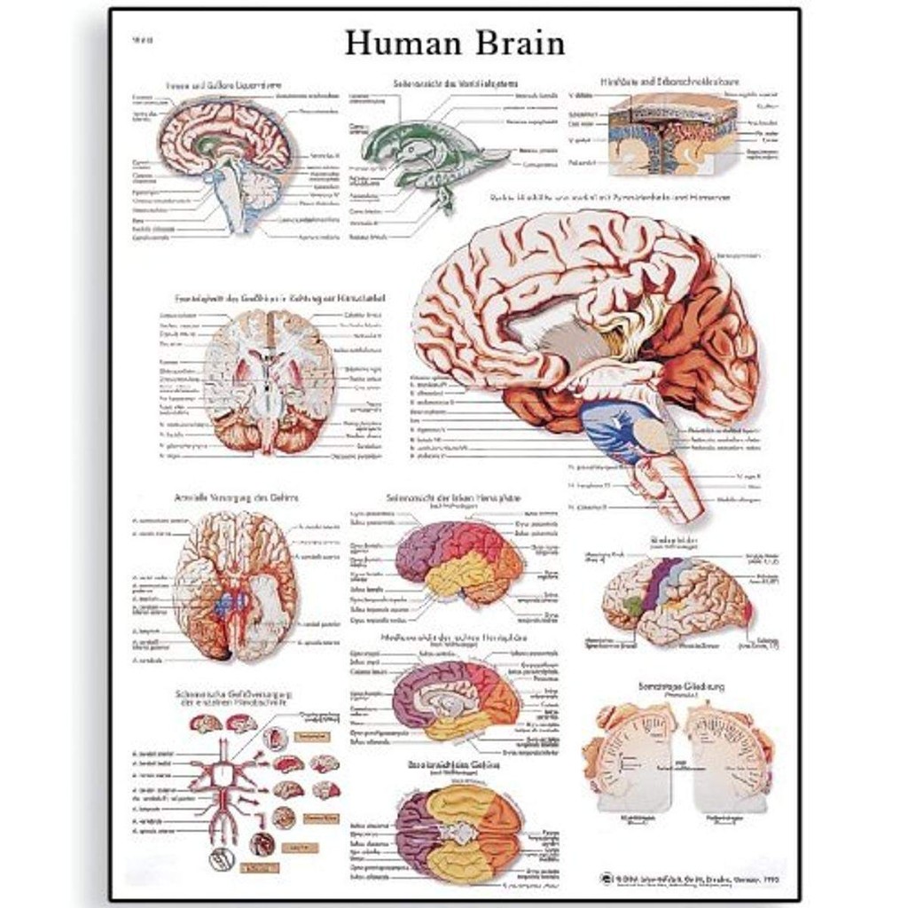 Vrl Glossy Laminated Paper Human Brain Anatomical Chart Poster Size ...