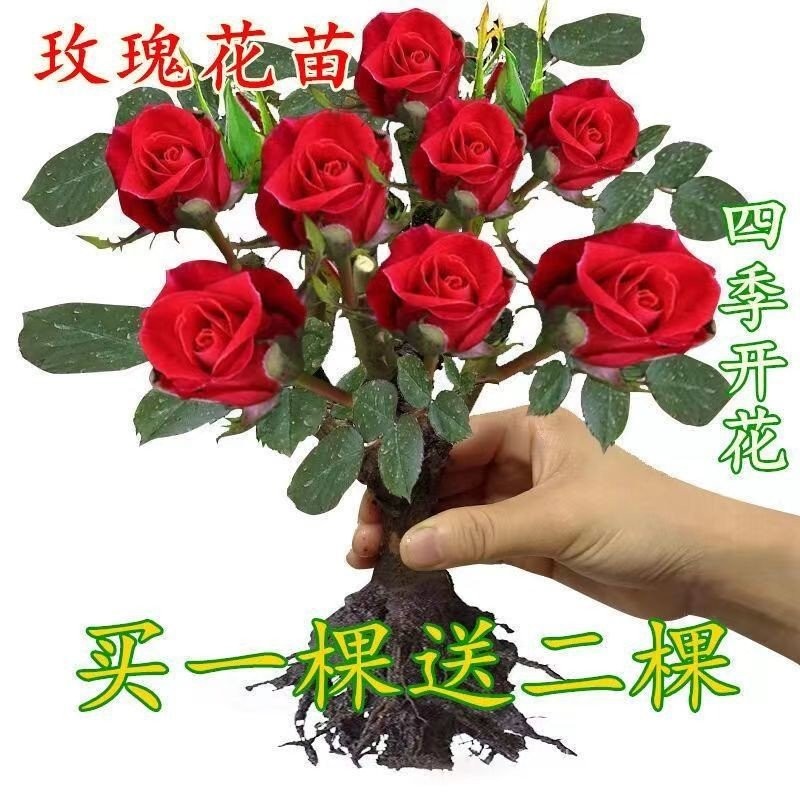 clearance sale Rose Seedling Old Stump Four Seasons Blooming Large ...
