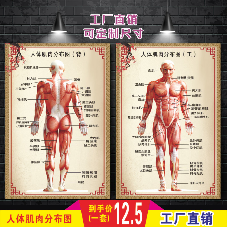 10.31 Human Muscle Distribution Diagram Anatomy Human Organs Bones ...