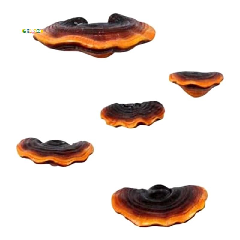 Set of 5 Mushroom Shelf Wall Decor Small Wall Shelf Corner Wall Decor ...