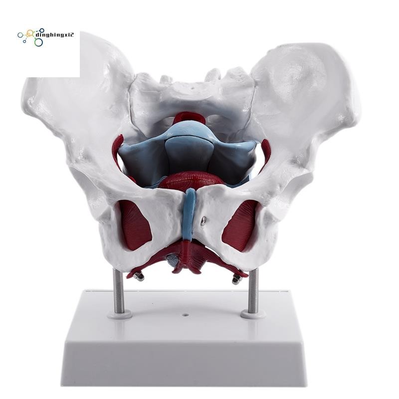 Female Pelvis and Reproductive Organs Model Female Bladder Pelvic Floor ...