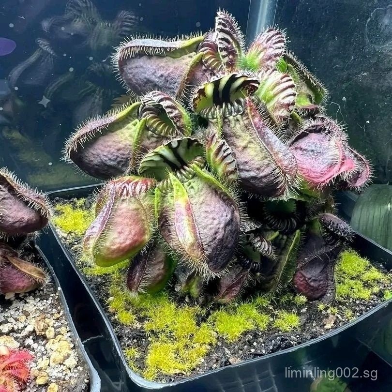 clearance saleAustralian Original Pitcher Plant High-end Rare Variety ...